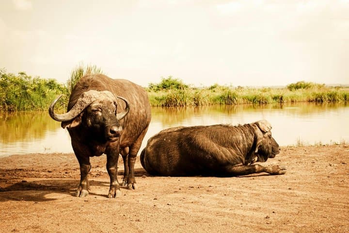 3 Day Maasai Mara Safari Big Five and Maasai Village Visit