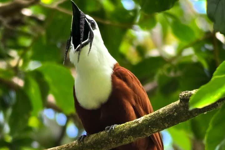Birdwatching Tour in Curicancha Cloud Forest
