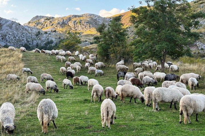 Lukomir Hike: Full Day Trek to Bosnia's Highest Mountain Village
