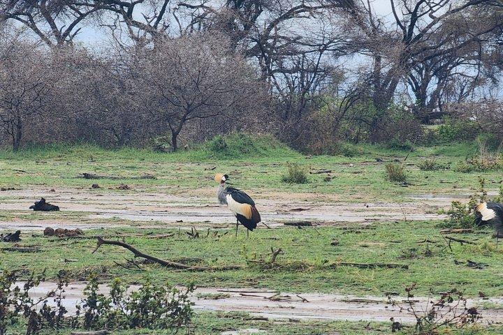 4-Days Tour to Tanzania National parks