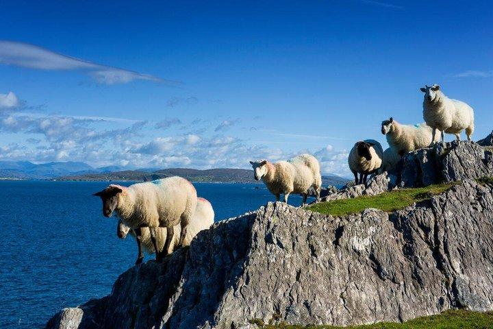 Sustainable Ring of Kerry Rail Tour from Dublin