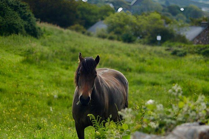 Sustainable Connemara and Galway Bay Rail Tour from Dublin