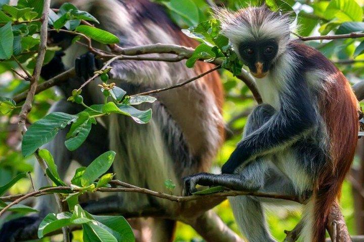 Zanzibar Jozani Forest Walking Tour