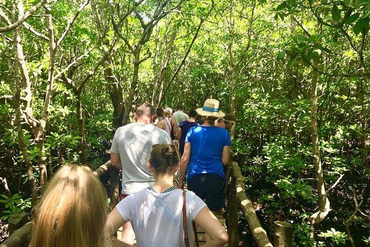 Zanzibar Jozani Forest Walking Tour