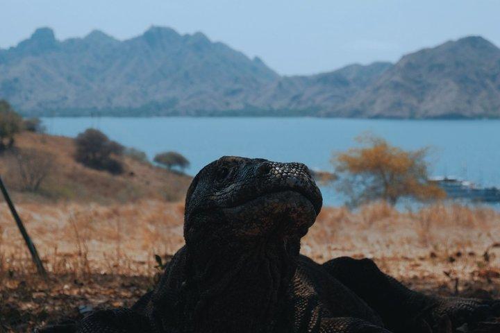 Komodo Island Open Trip 2 Days 1 Night (Shared Cabin Option)