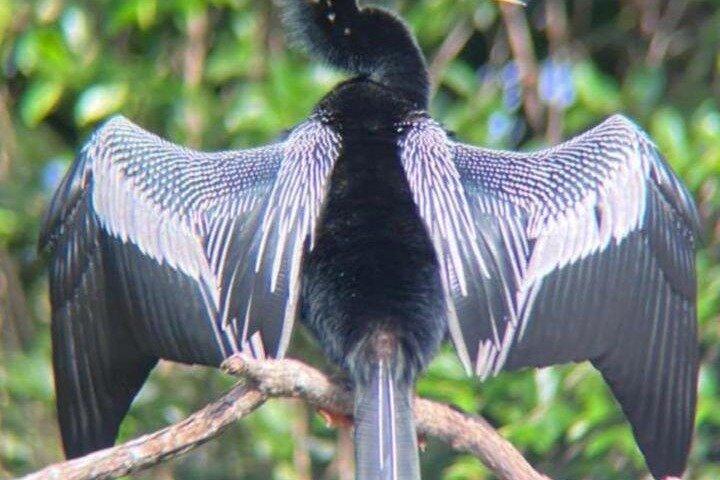 Manuel Antonio: Boat Mangrove Tour to See Animals