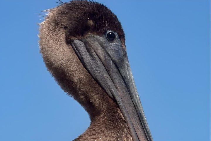New Orleans Wings of the Wetlands Guided Birding Expedition