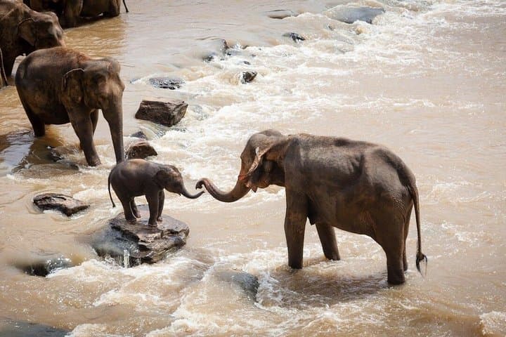3-Days Masai Mara Migration Experience:Shared 4×4 Jeep Safari
