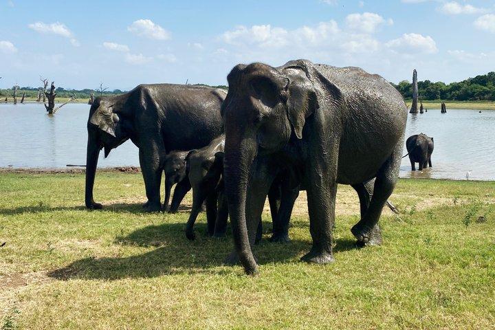 Udawalawe Safari Private Jeep Tour with Experienced Guide