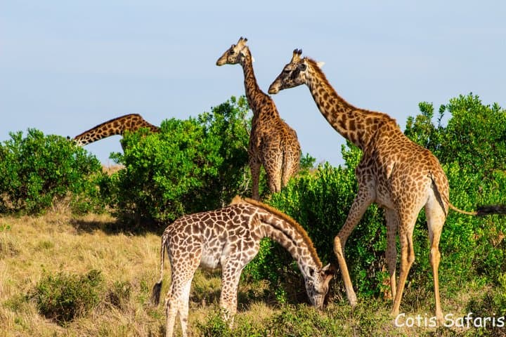 Naivasha Trails with Wildlife Walk and Biking at Hells Gate