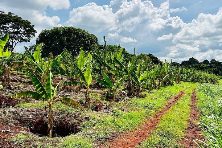 Bean to Cup Farm Experience Nairobi Private Coffee Tour
