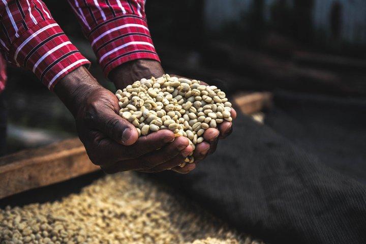 Bean to Cup Farm Experience Nairobi Private Coffee Tour