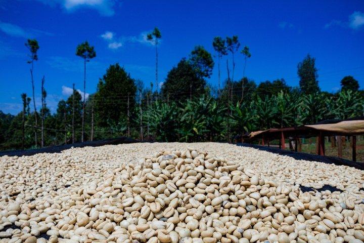 Bean to Cup Farm Experience Nairobi Private Coffee Tour