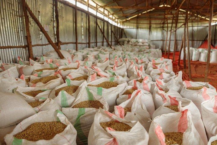 Bean to Cup Farm Experience Nairobi Private Coffee Tour