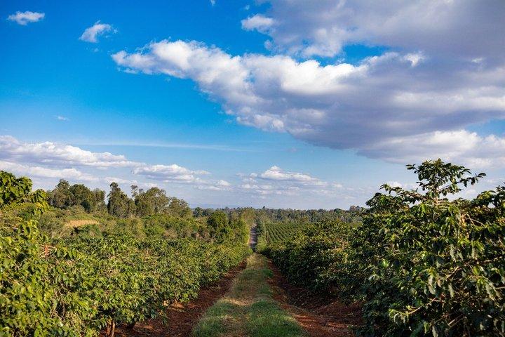 Bean to Cup Farm Experience Nairobi Private Coffee Tour