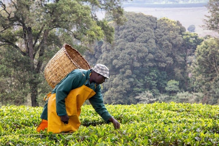 Nairobi Private Tea Tour Kiambethu Farm Plantation experience