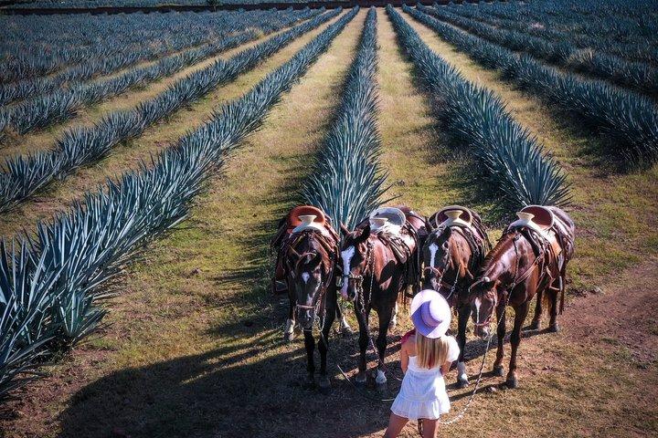 Magic Town Tequila and Agave Fields