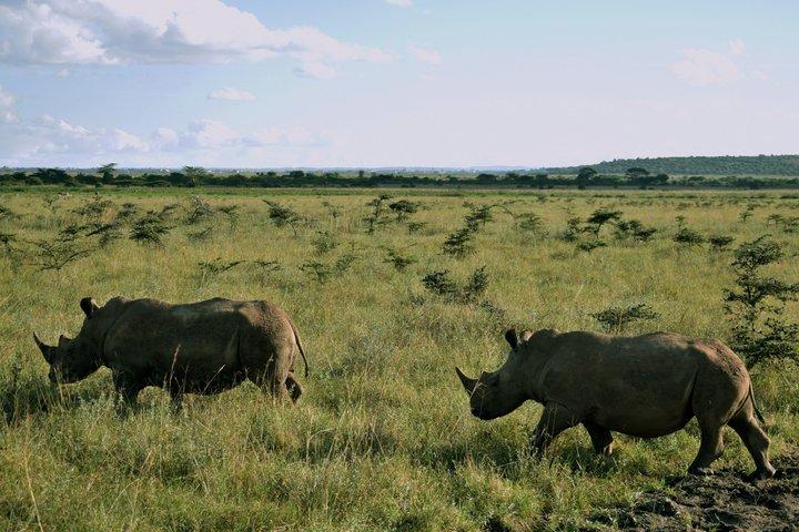 2-Day Nairobi Kenya Africa Introductory Tour for First Timers