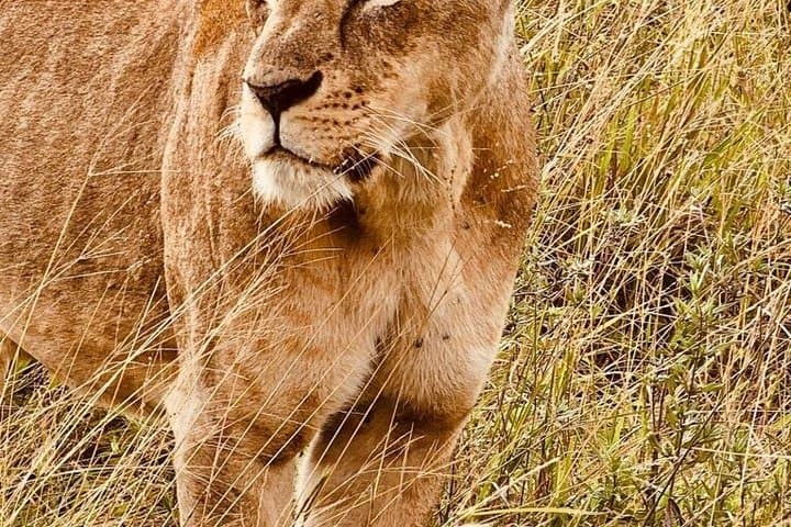 6 Days Safari Adventure in Maasai Mara