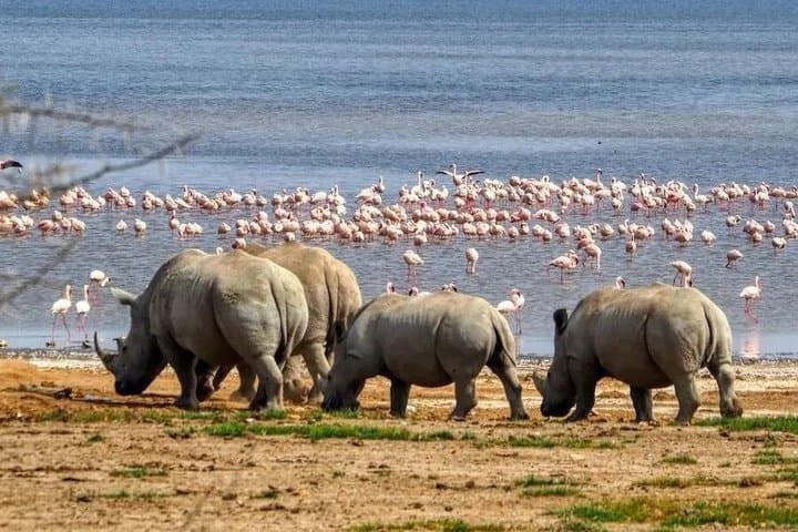 6 Days Safari Adventure in Maasai Mara