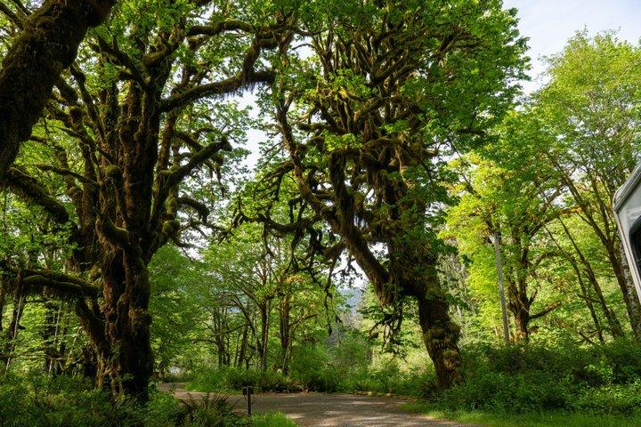 Lake Quinault Rainforest Tour Nature and Wildlife Adventure