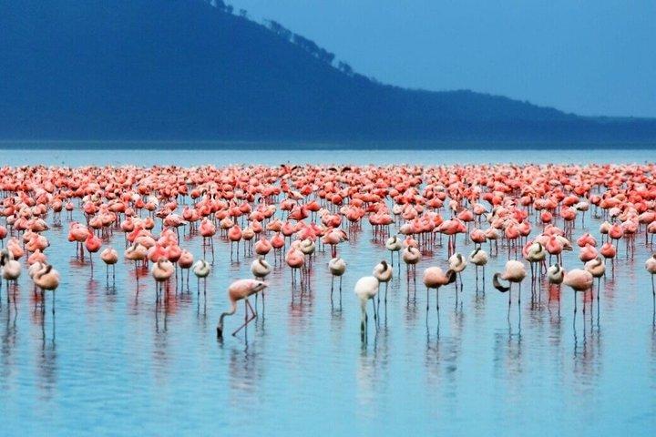 Day tour ;Lake Nakuru National Park & Lake Naivasha from Nairobi.