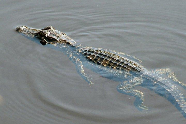 Miami Everglades Airboat Tour with Wildlife Show and Transport