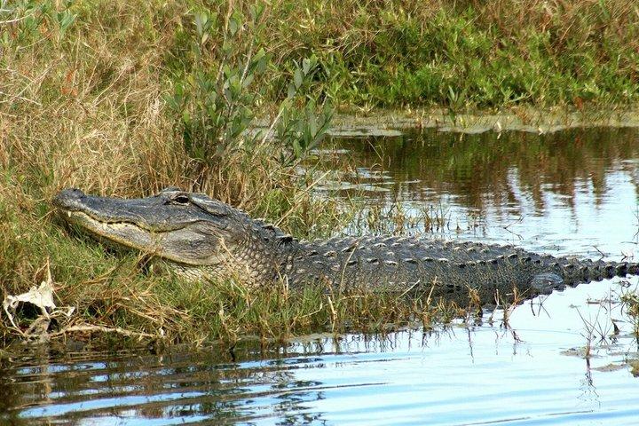 Miami Everglades Airboat Tour with Wildlife Show and Transport