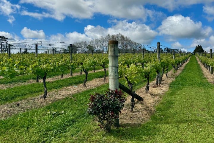 Kumeu Wine Tasting & Local Flavours Tour: Vines, Brews & Views