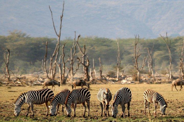 Tanzania 4 Day Northern Parks Safari