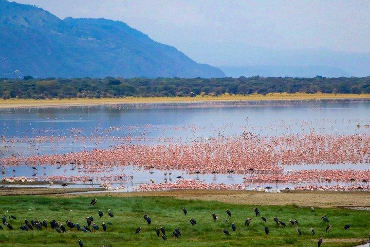 Tanzania 4 Day Northern Parks Safari