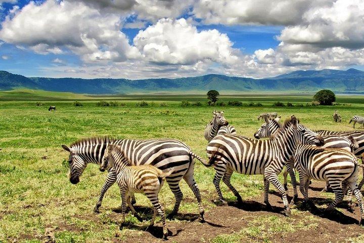 5-Day Arusha NP Tarangire Serengeti Ngorongoro