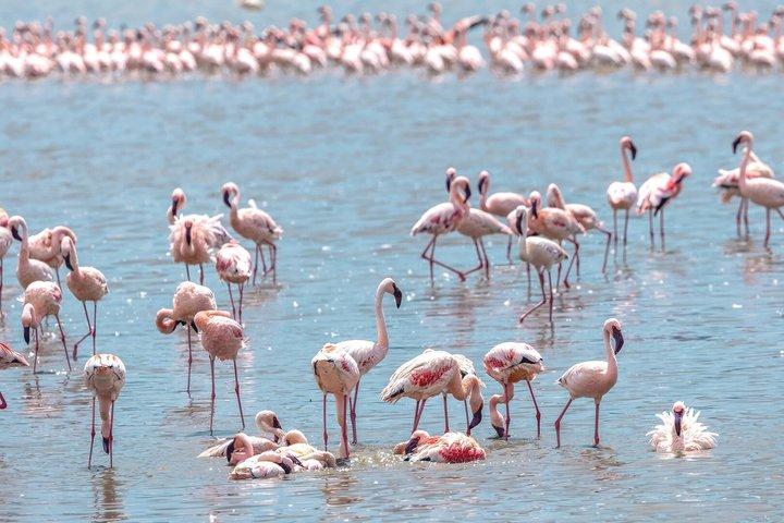 12 Days Kenya and Tanzania Safari