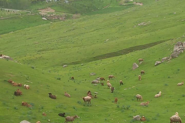 Samarkand Horseback Riding Tour with Pickup and Drop off