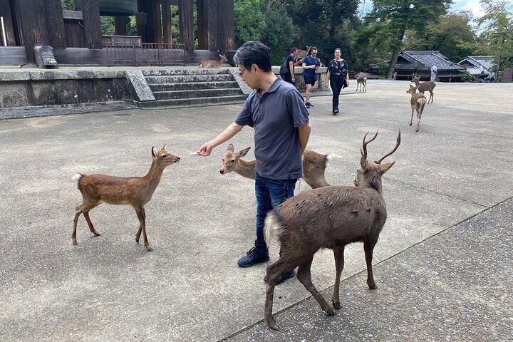 Nara Day Trip from Osaka with Deer Temple and Old Town Walk