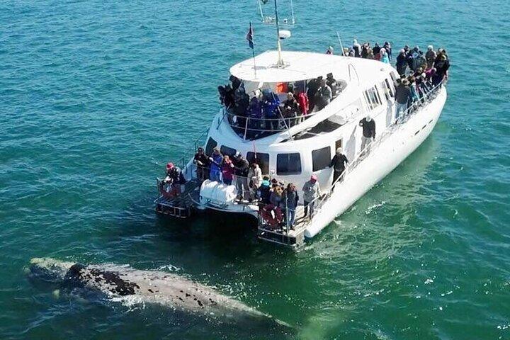 Full Day Hermanus Whale Watching Boat Tour from Cape Town