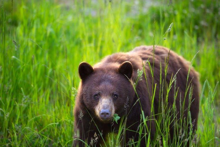 Whistler Afternoon Evening With The Bears Land Rover Scenic Tour