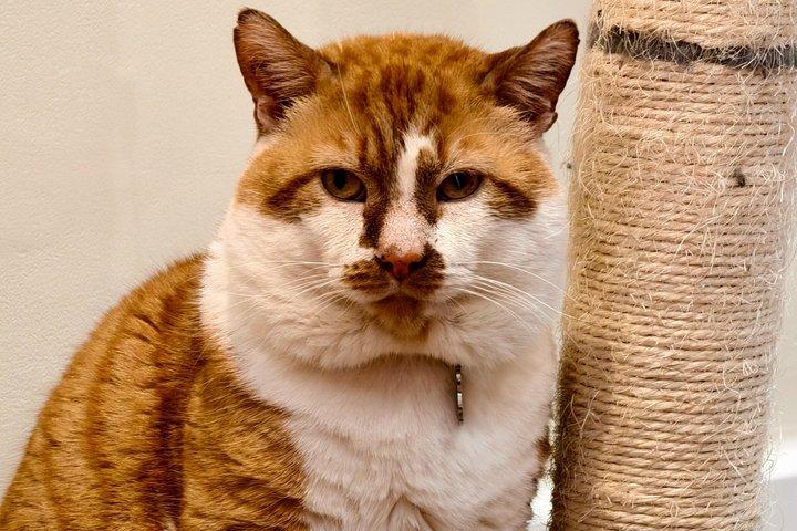 Cat Cafe Lounge Session in London