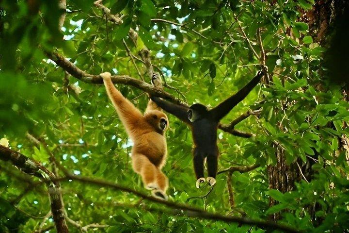 Monkey Business 3 days - 2 nights Jungle trekking (including rafting)
