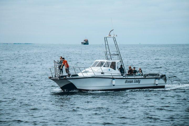 Mola Mola Marine Dolphin Cruise from the Walvis Bay Waterfront to Pelican Point