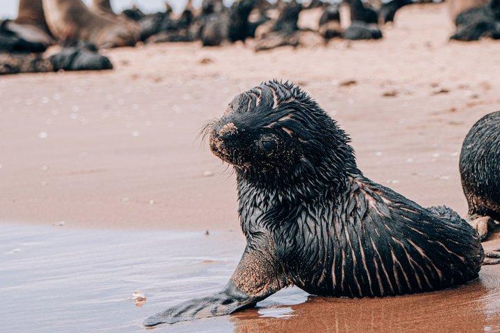 Mola Mola Marine Dolphin Cruise from the Walvis Bay Waterfront to Pelican Point