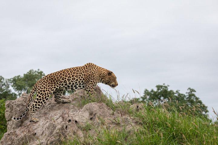 Jodhpur: Jawai Safari, Kumbhalgarh Fort, Ranakpur Temple Day Tour