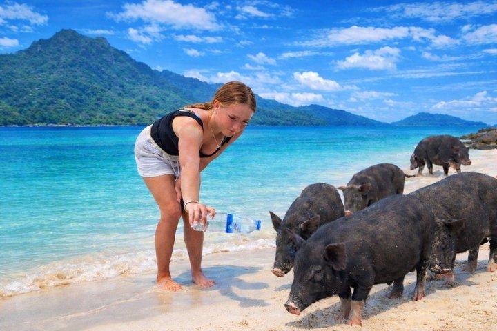 Pig Island ,Snorkeling, Private Long Tail Boat (Local Thai Experience)