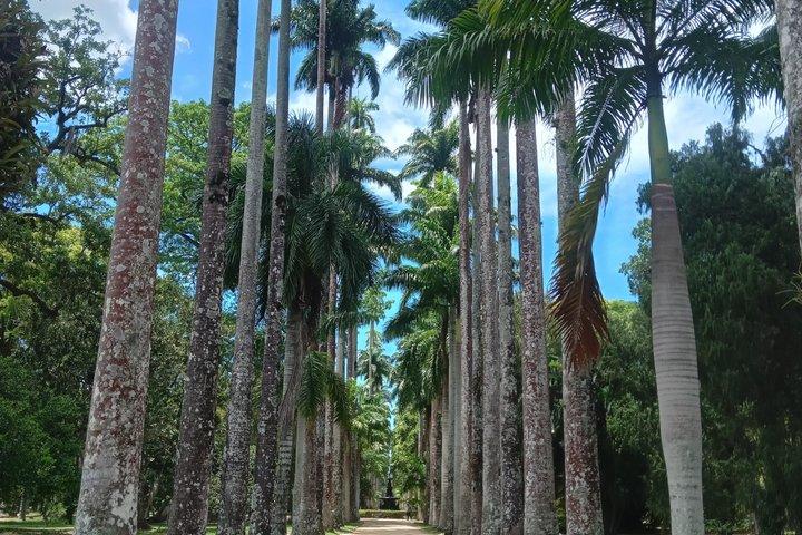 Botanical Garden of Rio de Janeiro