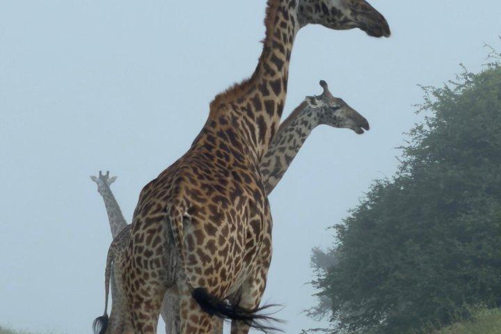 Karen Blixen Museum Giraffe Center and Souvenir Shopping Tour