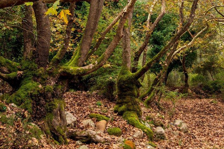 Private Shore Tour Mount Ainos Hiking and Nature Experience