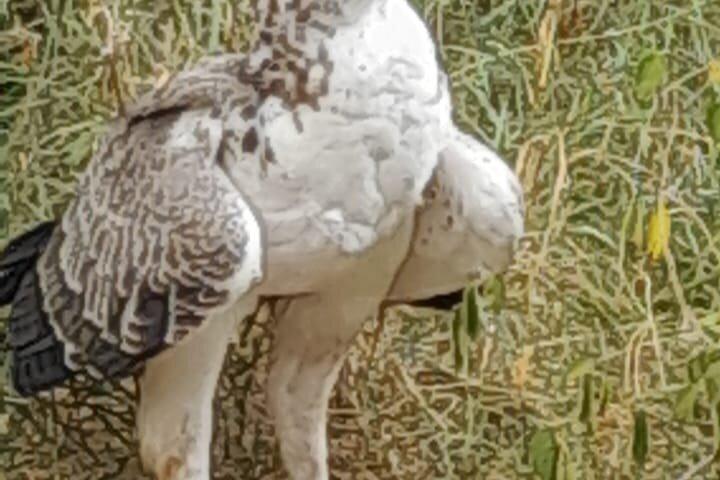 2 Day Magical Masai Mara Fly in Safari