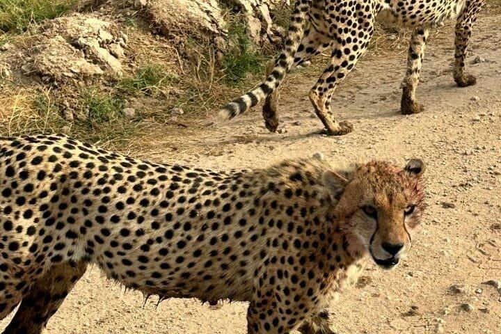 2 Day Magical Masai Mara Fly in Safari