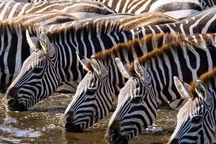 4 Day Mid Range Safari and visit to the Maasai