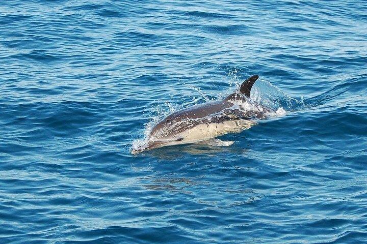 Benagil Caves & Dolphin Watching – Ultimate Algarve Experience